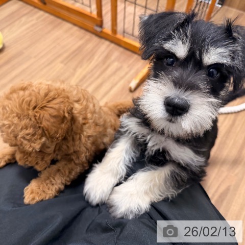 岡山県のミニチュアシュナウザー (ペッツワン 岡山南店/2025年11月28日生まれ/女の子/ブラックシルバー)の子犬の3枚目の画像