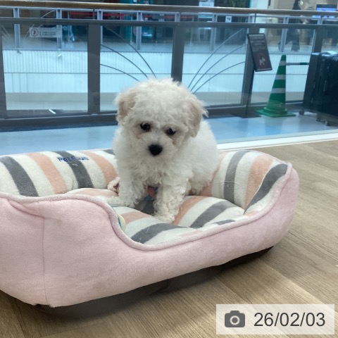 愛媛県のビションフリーゼ (ペットプラス 新居浜店/2025年11月24日生まれ/女の子/ホワイト)の子犬の3枚目の画像