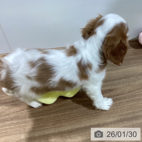 鳥取県のキャバリアキングチャールズスパニエル (ペッツワン 日吉津店/2025年11月28日生まれ/男の子/ブレンハイム)の子犬の3枚目の画像