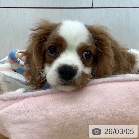 香川県のキャバリアキングチャールズスパニエル (ペットプラス 高松店/2025年11月28日生まれ/男の子/ブレンハイム)の子犬の4枚目の画像