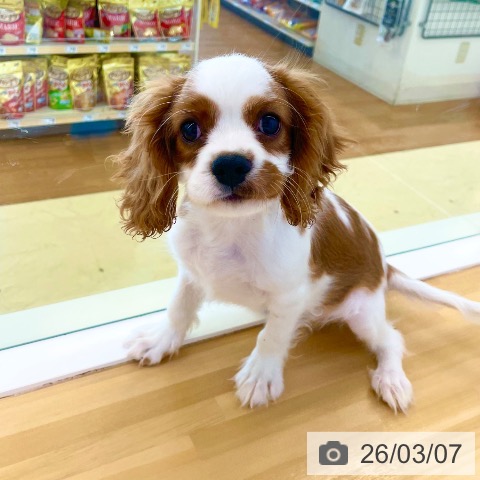香川県のキャバリアキングチャールズスパニエル (ペットプラス 高松店/2025年11月28日生まれ/男の子/ブレンハイム)の子犬の3枚目の画像