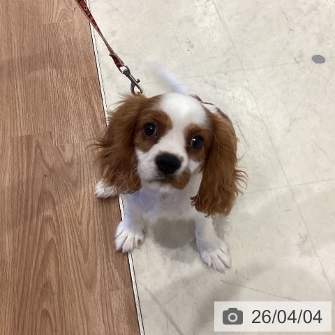 岡山県のキャバリアキングチャールズスパニエル (ペッツワン 岡山南店/2025年11月28日生まれ/男の子/ブレンハイム)の子犬の3枚目の画像