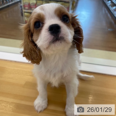 香川県のキャバリアキングチャールズスパニエル (ペットプラス 高松店/2025年11月28日生まれ/男の子/ブレンハイム)の子犬の3枚目の画像