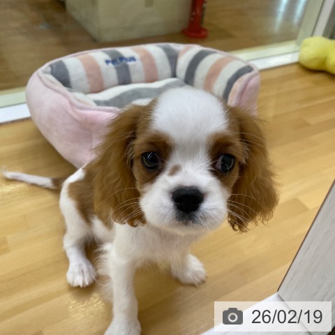 香川県のキャバリアキングチャールズスパニエル (ペットプラス 高松店/2025年11月28日生まれ/女の子/ブレンハイム)の子犬の4枚目の画像