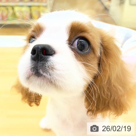 香川県のキャバリアキングチャールズスパニエル (ペットプラス 高松店/2025年11月28日生まれ/女の子/ブレンハイム)の子犬の3枚目の画像