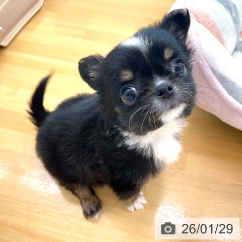 香川県のチワワ(ロング) (ペットプラス 高松店/2025年11月25日生まれ/男の子/ブラックタンホワイト)の子犬の4枚目の画像