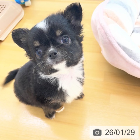 香川県のチワワ(ロング) (ペットプラス 高松店/2025年11月25日生まれ/男の子/ブラックタンホワイト)の子犬の3枚目の画像