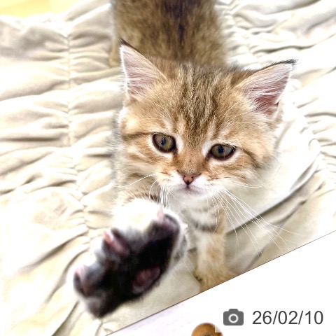 香川県のスコティッシュフォールド (ペットプラス 高松店/2025年11月28日生まれ/女の子/ブラウンマッカレルタビー)の子猫の4枚目の画像