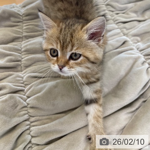 香川県のスコティッシュフォールド (ペットプラス 高松店/2025年11月28日生まれ/女の子/ブラウンマッカレルタビー)の子猫の3枚目の画像