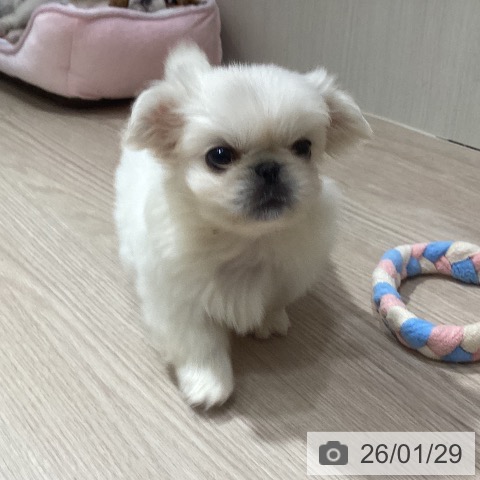 岡山県のペキニーズ (ペットプラス 岡山店/2025年11月28日生まれ/男の子/ホワイト)の子犬の4枚目の画像