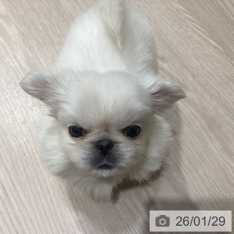 岡山県のペキニーズ (ペットプラス 岡山店/2025年11月28日生まれ/男の子/ホワイト)の子犬の3枚目の画像
