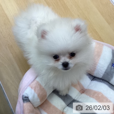 ポメラニアンの写真