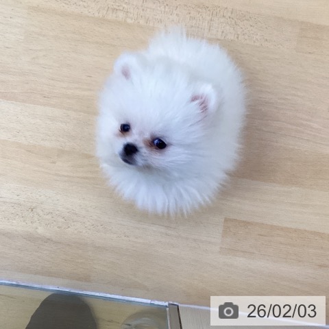 ポメラニアンの写真