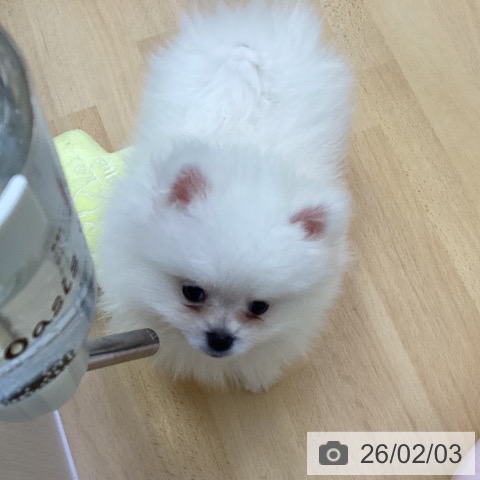 ポメラニアンの写真