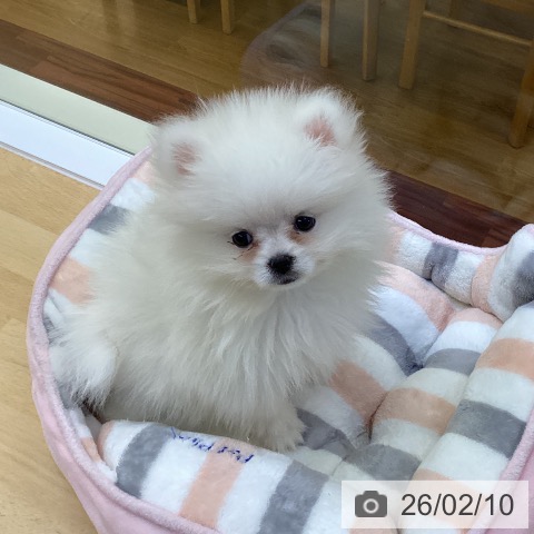 香川県のポメラニアン (ペットプラス 綾川店/2025年11月27日生まれ/男の子/ホワイト)の子犬の4枚目の画像