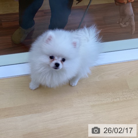 香川県のポメラニアン (ペットプラス 綾川店/2025年11月27日生まれ/男の子/ホワイト)の子犬の3枚目の画像