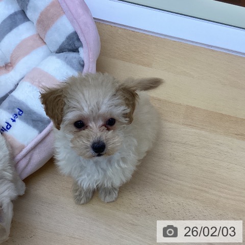 香川県のトイプードル(トイ) (ペットプラス 綾川店/2025年11月3日生まれ/男の子/クリーム)の子犬の4枚目の画像