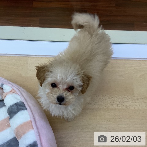 香川県のトイプードル(トイ) (ペットプラス 綾川店/2025年11月3日生まれ/男の子/クリーム)の子犬の3枚目の画像