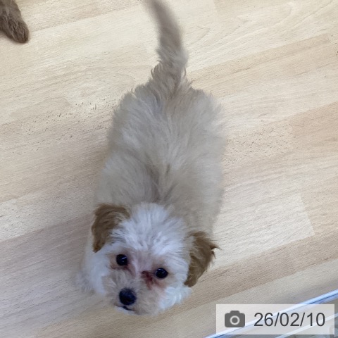 香川県のトイプードル(トイ) (ペットプラス 綾川店/2025年11月3日生まれ/男の子/クリーム)の子犬の4枚目の画像