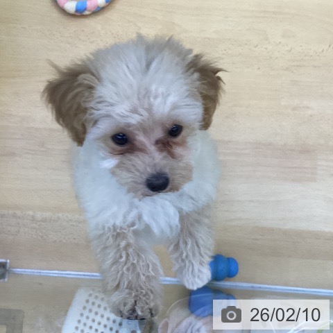 香川県のトイプードル(トイ) (ペットプラス 綾川店/2025年11月3日生まれ/男の子/クリーム)の子犬の3枚目の画像