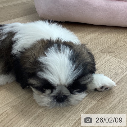 愛媛県のシーズー (ペットプラス 新居浜店/2025年12月1日生まれ/男の子/ゴールドホワイト)の子犬の4枚目の画像