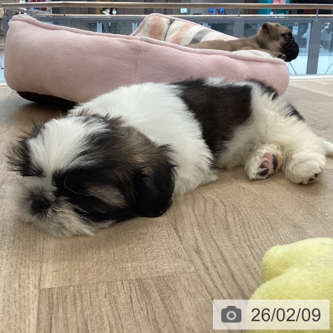 愛媛県のシーズー (ペットプラス 新居浜店/2025年12月1日生まれ/男の子/ゴールドホワイト)の子犬の3枚目の画像