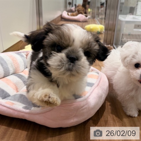 岡山県のシーズー (ペッツワン 岡山南店/2025年12月1日生まれ/男の子/ゴールドホワイト)の子犬の4枚目の画像