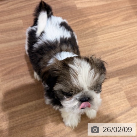 岡山県のシーズー (ペッツワン 岡山南店/2025年12月1日生まれ/男の子/ゴールドホワイト)の子犬の3枚目の画像