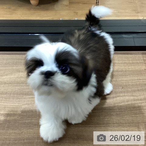 シー・ズーの写真