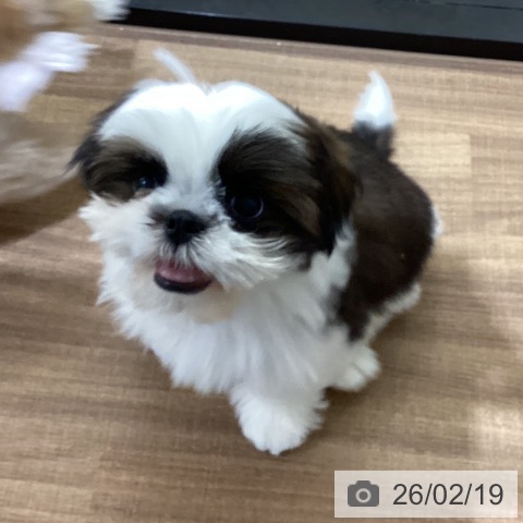 シー・ズーの写真