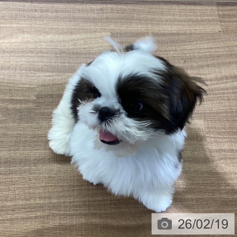 シー・ズーの写真