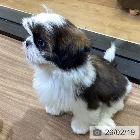 シー・ズーの写真