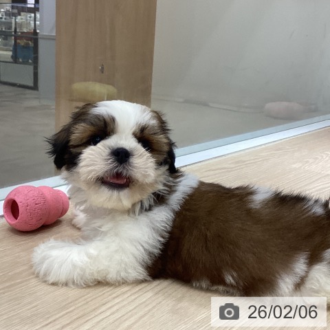 徳島県のシーズー (ペットプラス 徳島店/2025年12月1日生まれ/女の子/ゴールドホワイト)の子犬の4枚目の画像