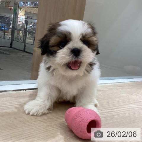 徳島県のシーズー (ペットプラス 徳島店/2025年12月1日生まれ/女の子/ゴールドホワイト)の子犬の3枚目の画像