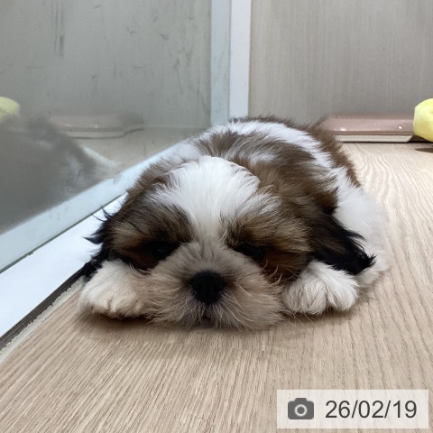 徳島県のシーズー (ペットプラス 徳島店/2025年12月1日生まれ/女の子/ゴールドホワイト)の子犬の3枚目の画像