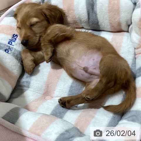 鳥取県のミニチュアダックスフンド(ロング) (ペッツワン 日吉津店/2025年11月18日生まれ/男の子/レッド)の子犬の4枚目の画像