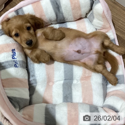 鳥取県のミニチュアダックスフンド(ロング) (ペッツワン 日吉津店/2025年11月18日生まれ/男の子/レッド)の子犬の3枚目の画像