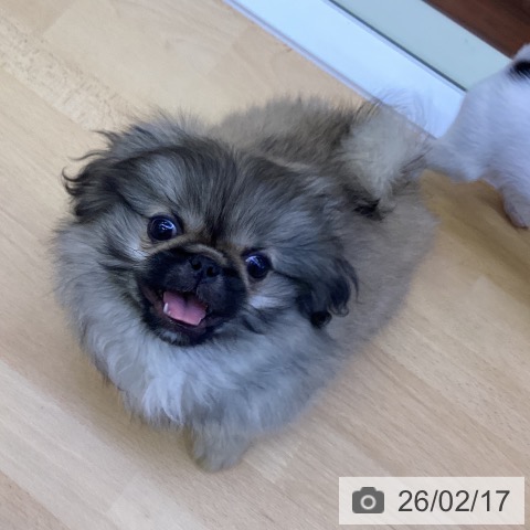 ペキニーズの写真