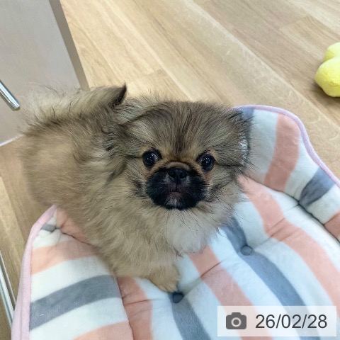 ペキニーズの写真
