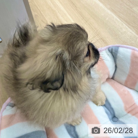 ペキニーズの写真