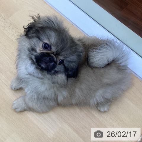 ペキニーズの写真