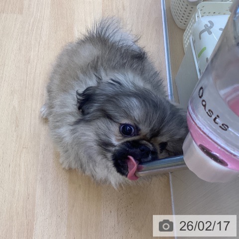 香川県のペキニーズ (ペットプラス 綾川店/2025年11月26日生まれ/男の子/フォーン)の子犬の3枚目の画像