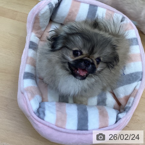 ペキニーズの写真