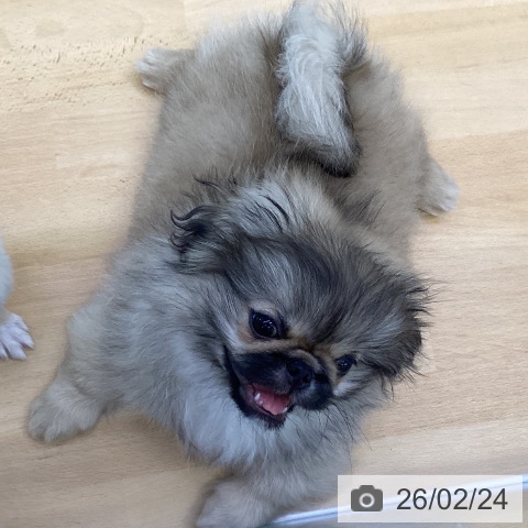 香川県のペキニーズ (ペットプラス 綾川店/2025年11月26日生まれ/男の子/フォーン)の子犬の4枚目の画像