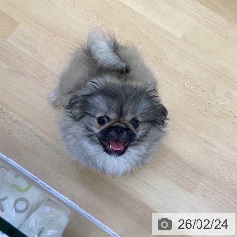 香川県のペキニーズ (ペットプラス 綾川店/2025年11月26日生まれ/男の子/フォーン)の子犬の3枚目の画像