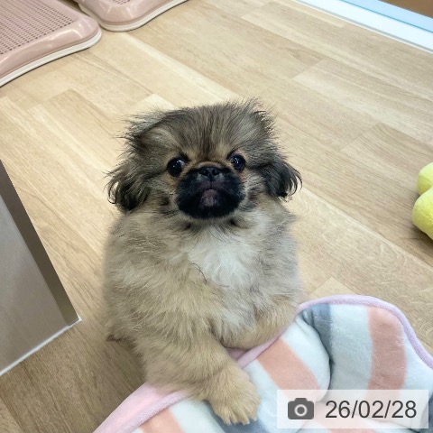 愛媛県のペキニーズ (ペットプラス 新居浜店/2025年11月26日生まれ/男の子/フォーン)の子犬の4枚目の画像
