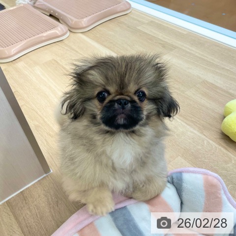 愛媛県のペキニーズ (ペットプラス 新居浜店/2025年11月26日生まれ/男の子/フォーン)の子犬の3枚目の画像