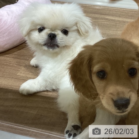 ペキニーズの写真