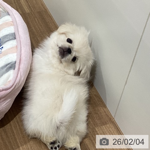 ペキニーズの写真