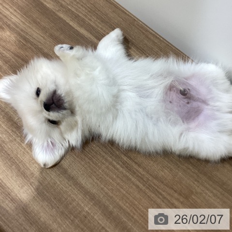 ペキニーズの写真
